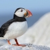 puffin_atlantic_msi_h_0562_can1590.jpg